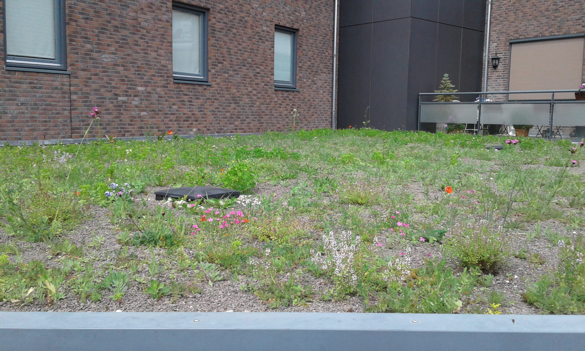 Ecologisch groendak