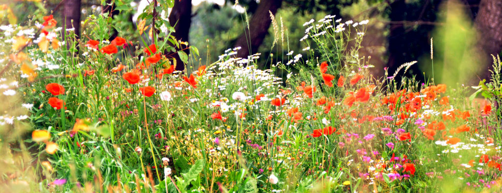 Natuurtuin Babako Enter