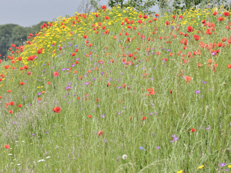 Natuurtuin Babako Enter