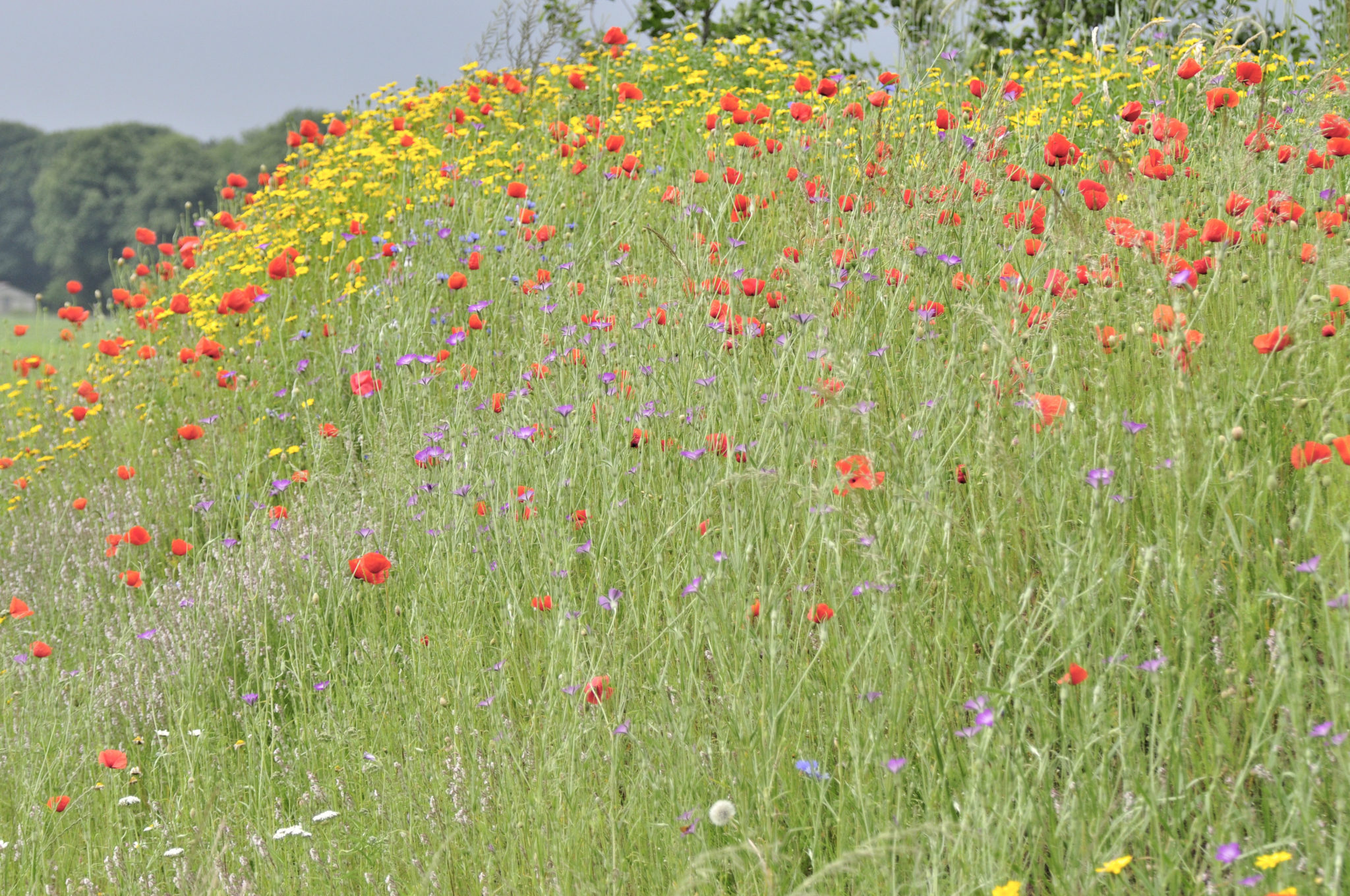 Natuurtuin Babako Enter