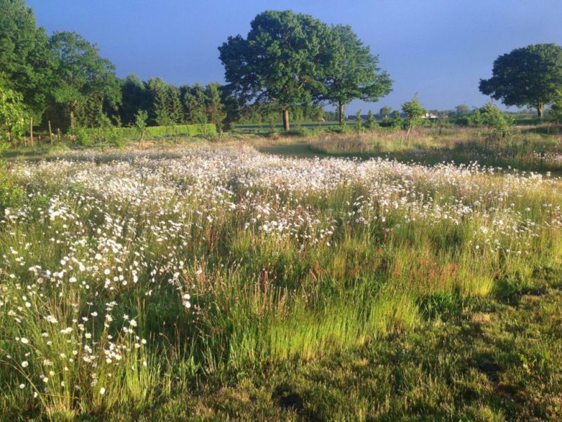 Natuurtuin Babako Enter